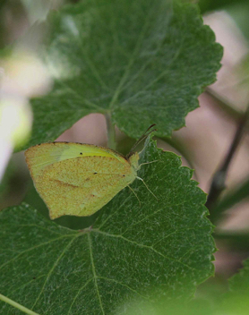 Mexican Yellow